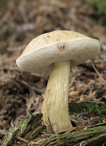 Tylopilus felleus