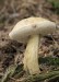 Tylopilus felleus