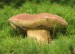 Xerocomus badius